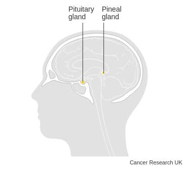 Diagram showing the pineal and pituitary glands.