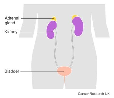 Diagram showing the position of the adrenal glands.