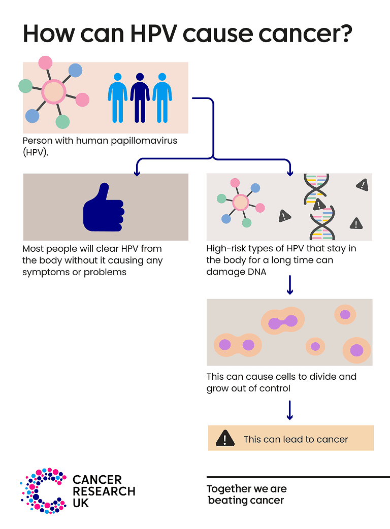 This infographic shows how HPV can cause cancer.