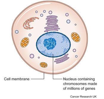 Diagram of cell showing genes and chromosomes