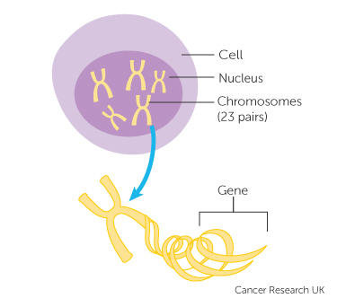 Diagram of a chromosome in a cell chromosome in a cell