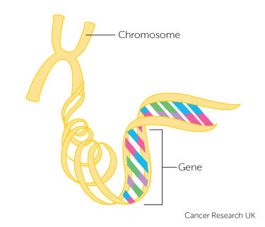 Diagram showing a gene on a chromosome a gene on a chromosome