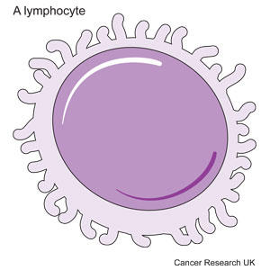 Diagram of a lymphocyte