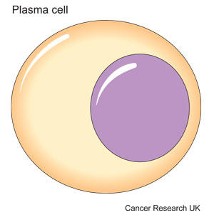 Diagram of a plasma cell