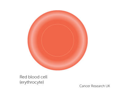 Do red blood cells reproduce?