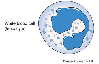 Diagram of a white blood cell