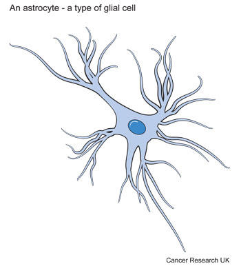 Diagram of an astrocyte - a type of brain cell