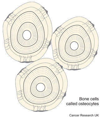 Diagram of bone cells