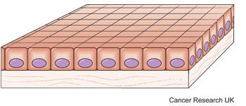 Diagram of basal cells
