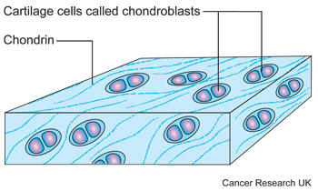 Diagram of cartilage cells