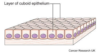 Diagram of epithelial cells