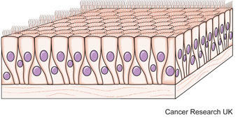 Diagram of glandular cells