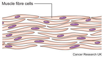 Diagram of muscle cells