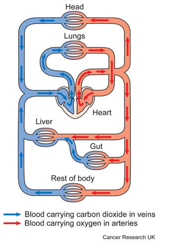 Diagram showing the circulatory system