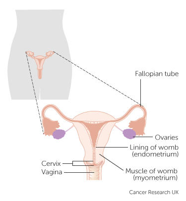 Diagram showing the parts of the female reproductive system