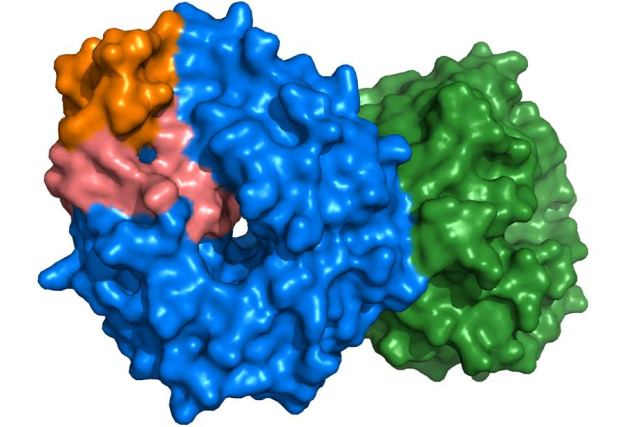 This shows the atomic surface of the EML1 protein. The structure is made of four parts that are coloured blue, green, orange and pink. These four parts come together to make the souped up protein.
