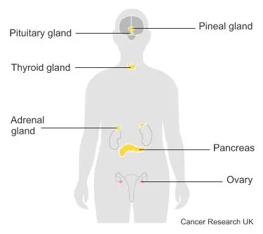 Diagram showing the hormone system (female).