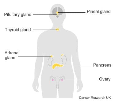 Diagram showing the hormone system (female).