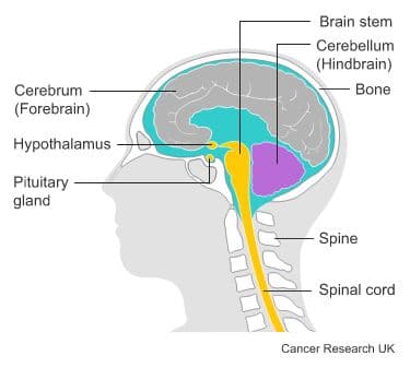 Diagram showing the hypothalamus.