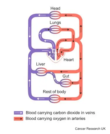 Diagram showing the circulatory system of the body.