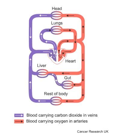 Diagram showing the circulatory system of the body.
