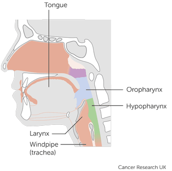 Trial Diagram.