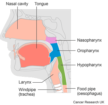 Diagram showing the parts of the pharynx.