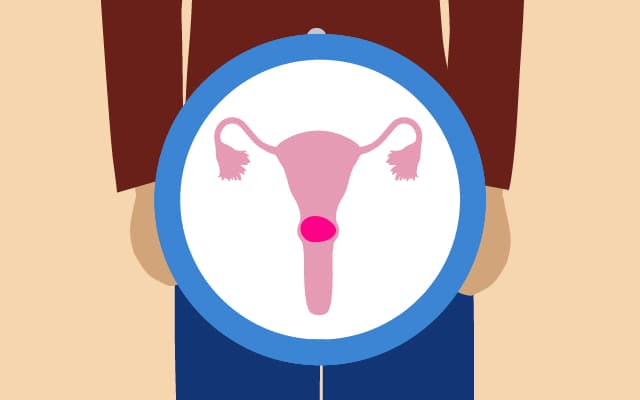 An illustration of the cervix.