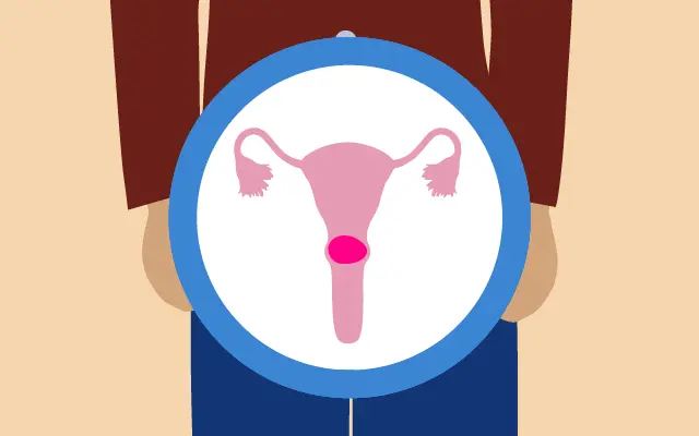 An illustration of the cervix.