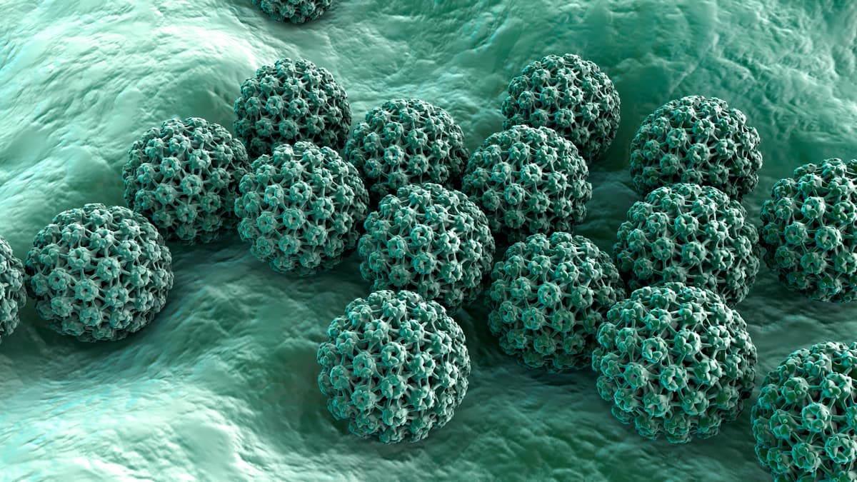 A stock illustration of the human papillomavirus (HPV).