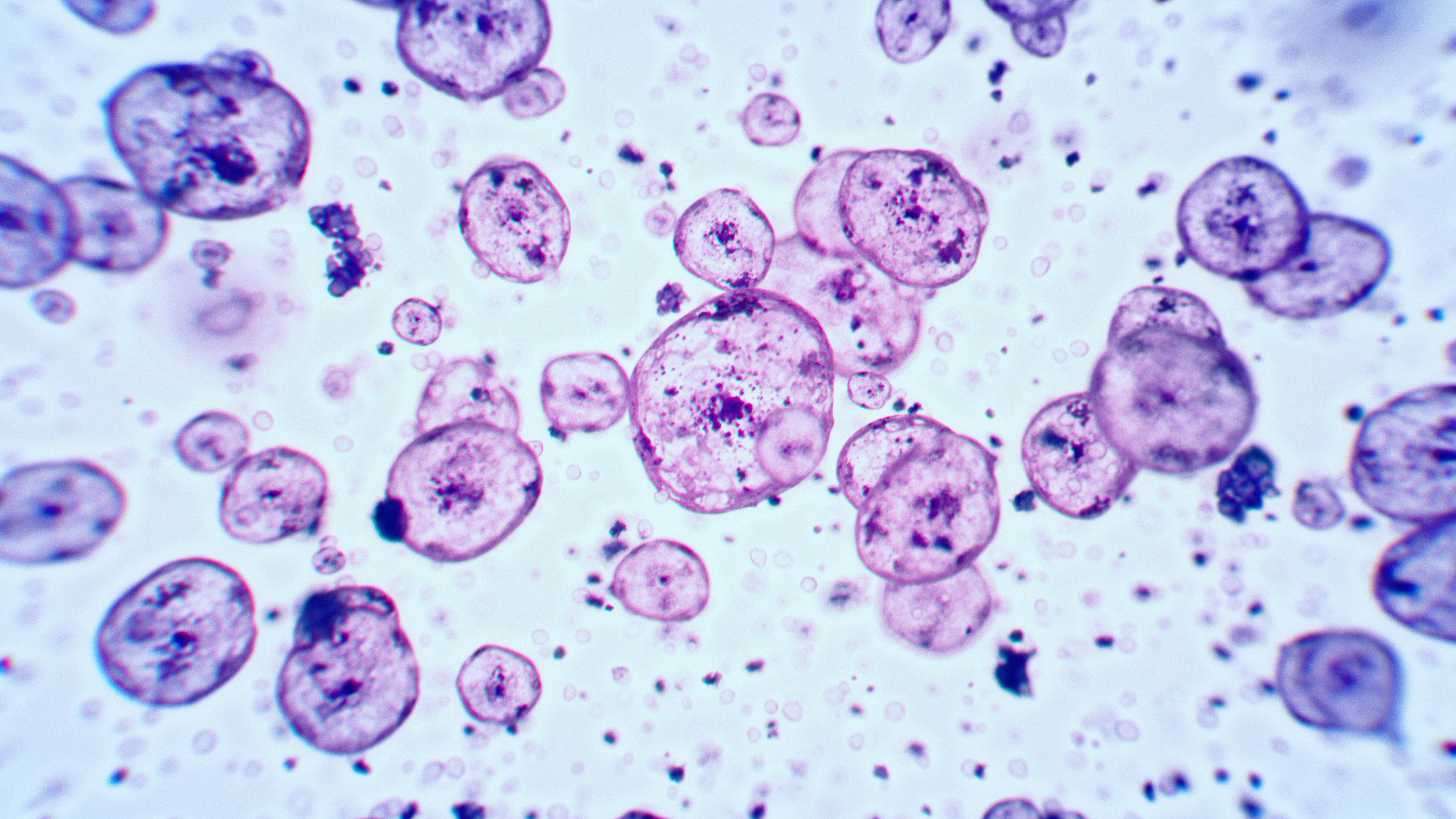 Cell molecules, under a microscope.