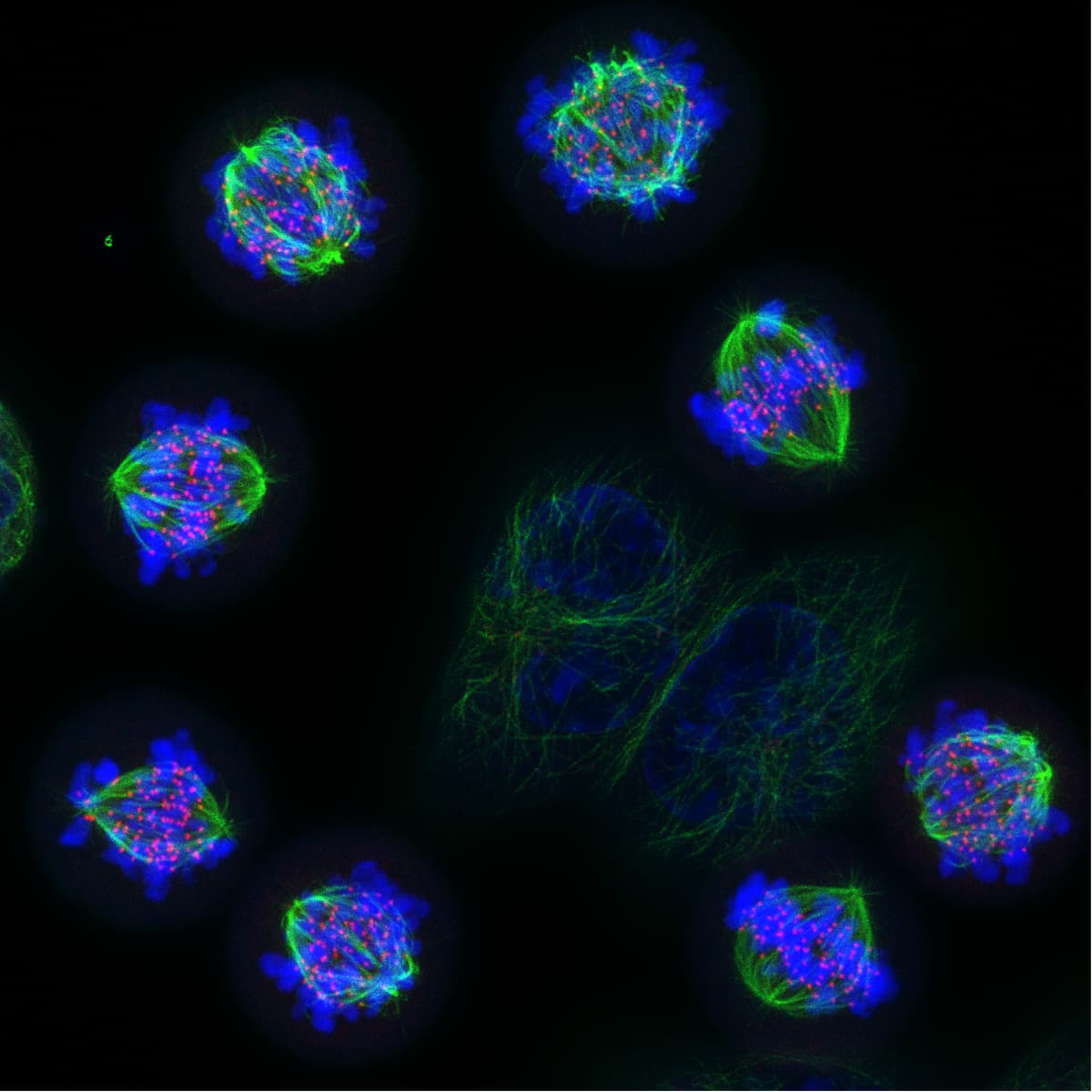 image of 8 cell STED.