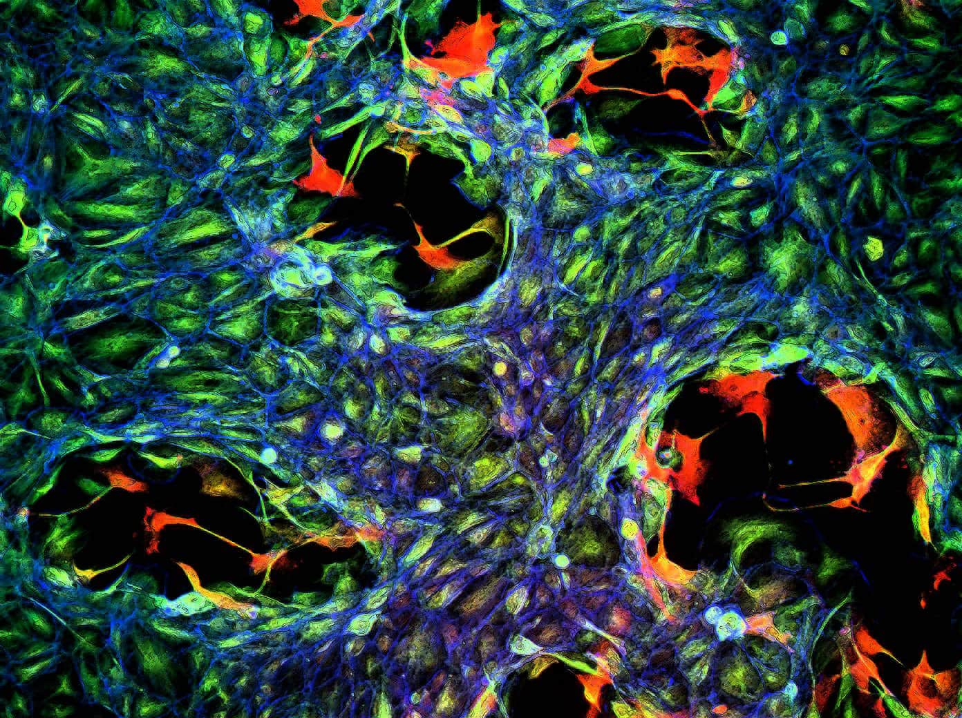 Microscope image of some cell.