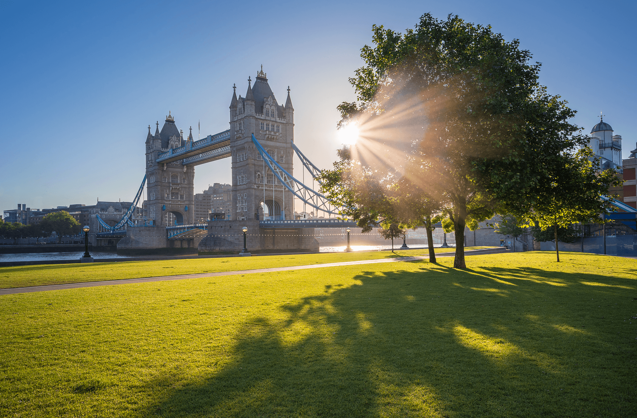 Tower bridge with a blue sky in the sunshine with grass and an oak tree in the foreground.