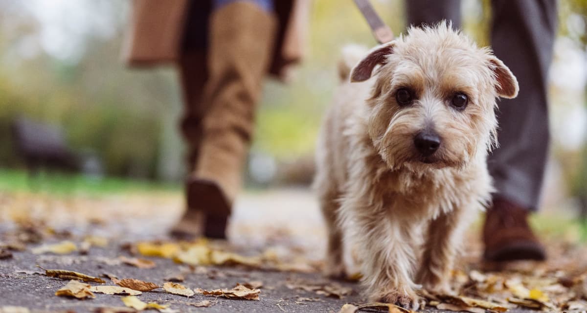A small terrier dog being walked on a lead in a park in Autumn.
