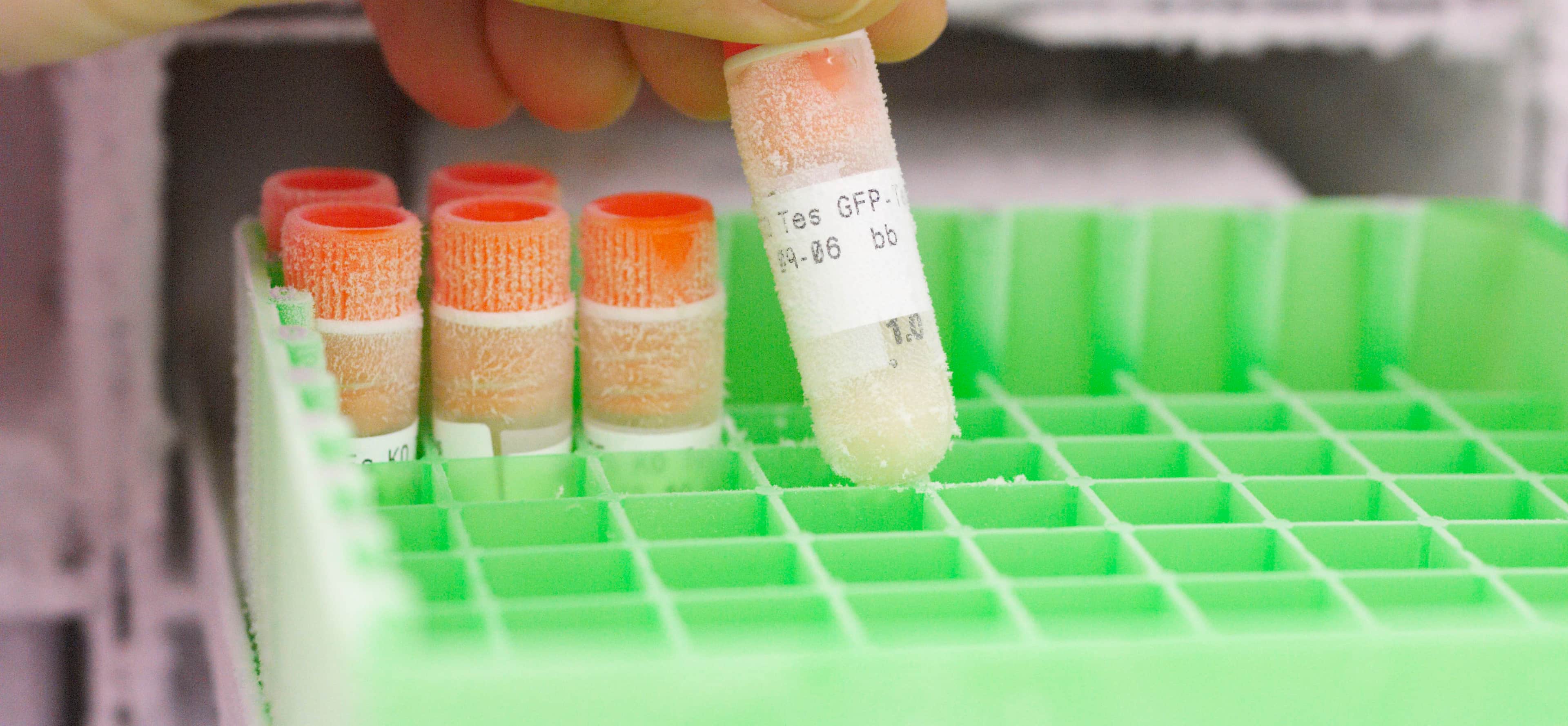 A researcher holding a frozen test tube.