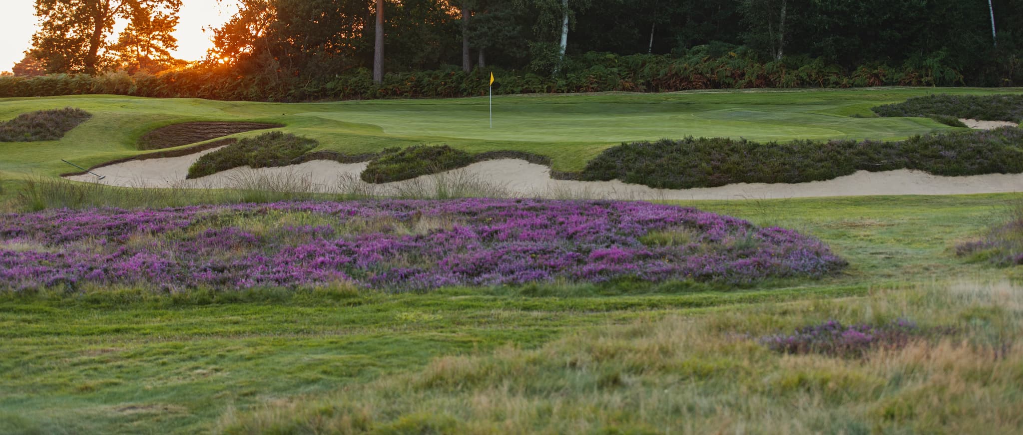 Image of one of the holes at Worplesdon Golf Course with purple heather in the foreground.