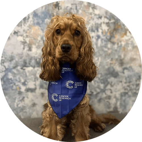 A long eared dog wears a CRUK bandana.