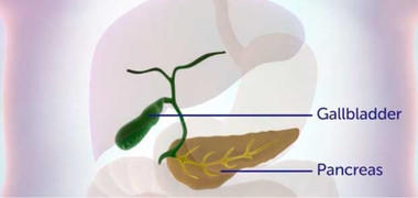 Diagram of the biliary tract