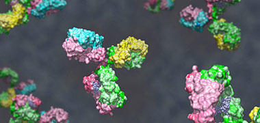 A 3D illustration of some antibodies