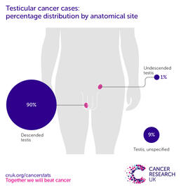 an infographic showing percentage distribution of testicular cancer cases by anatomical site
