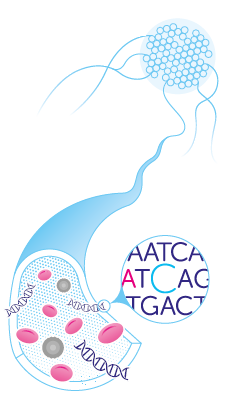 ctDNA released into the bloodstream (Inivata) ctDNA released into the bloodstream (Inivata)