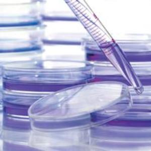  pipette and petri dishes