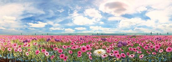 The Life Garden - a garden full of flowers. The Life Garden - a garden full of flowers.