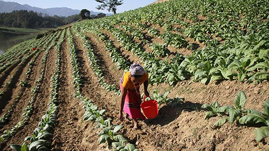 Image of tobacco farming