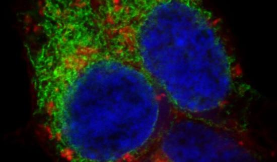 cancer cells cancer cells