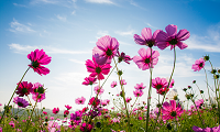 flowers in a field