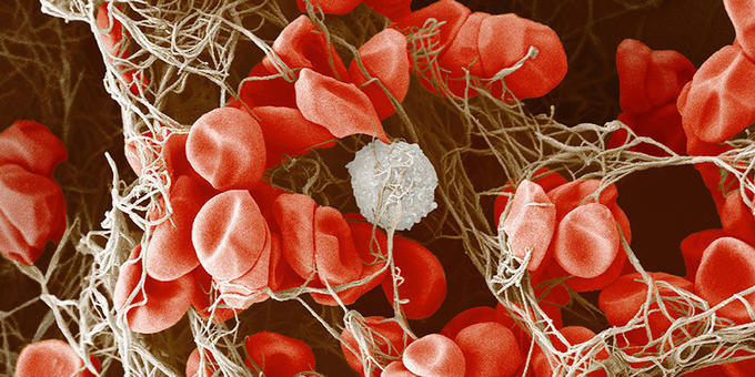 Blood cells