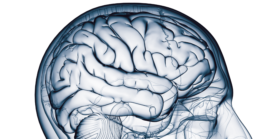 Illustration of brain Illustration of brain