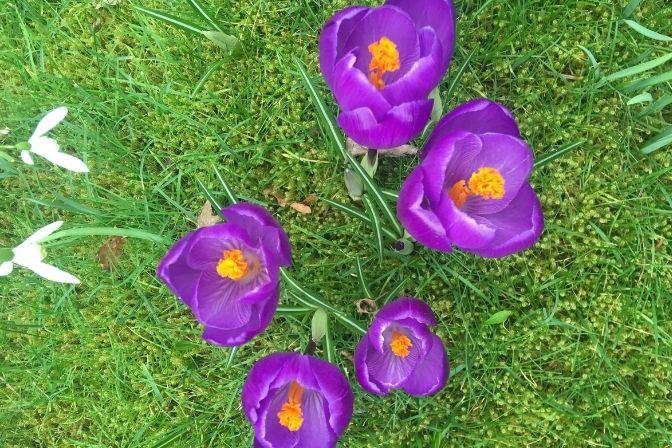 Purple crocuses